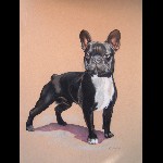 3 - Portrait chien - pastel
